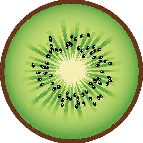 Киви в разрезе вектор