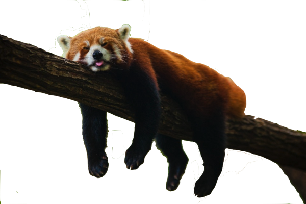 Красная Панда на прозрачном фоне