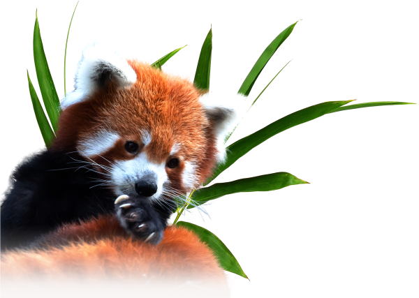 Эмодзи Панда