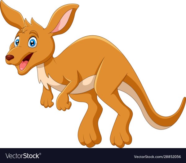 Кенгуру рисунок на белом фоне