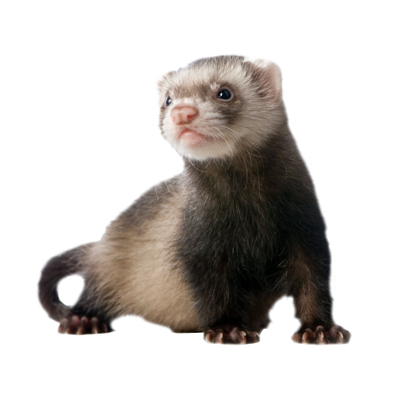 Хорек на белом фоне