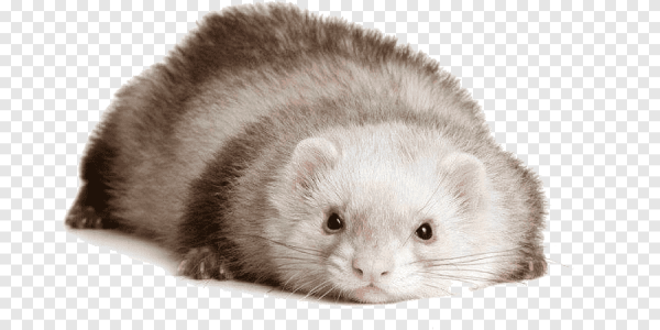 Хорек на прозрачном фоне