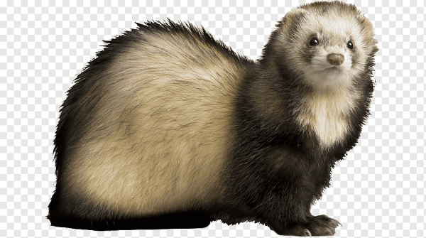 Норка Соболь хорек