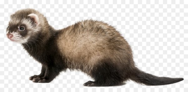 Хорь на белом фоне