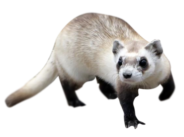 Хорек на белом фоне