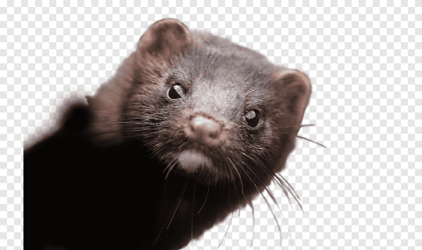 Норка мордочка