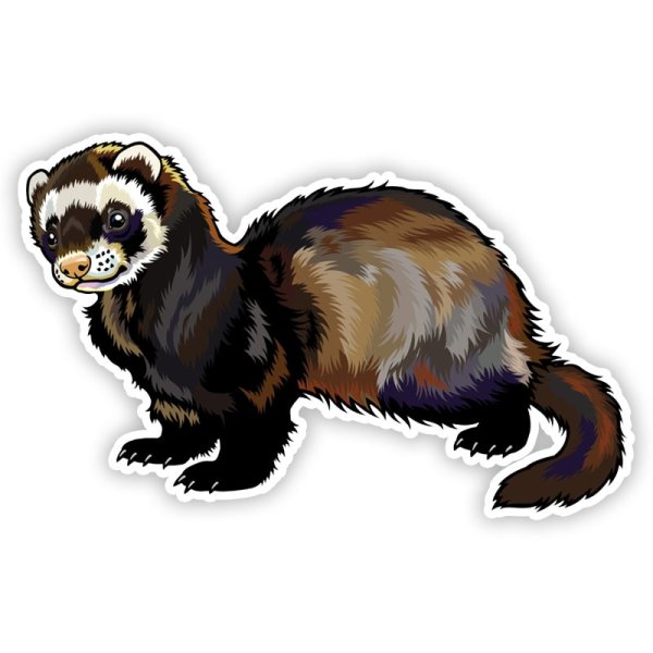 Хорек рисунок для детей