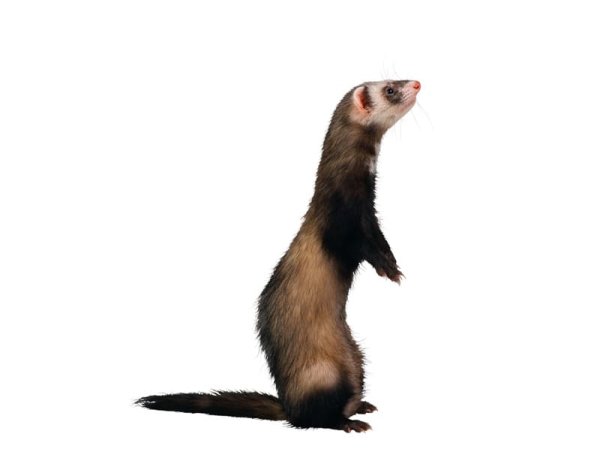 Хорь на белом фоне