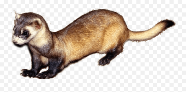 Хорек на прозрачном фоне