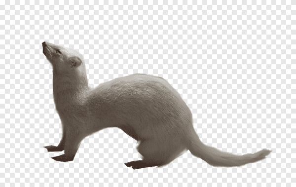 Горностай на белом фоне