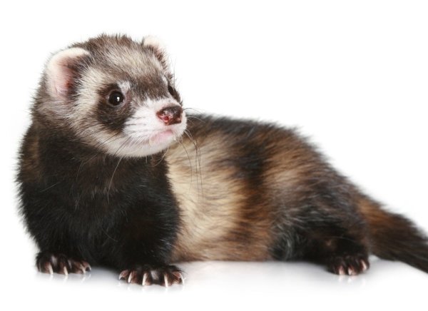 Хорек соболиный окрас