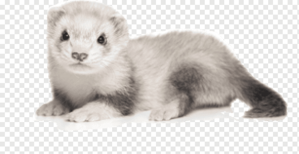 Хорь на белом фоне