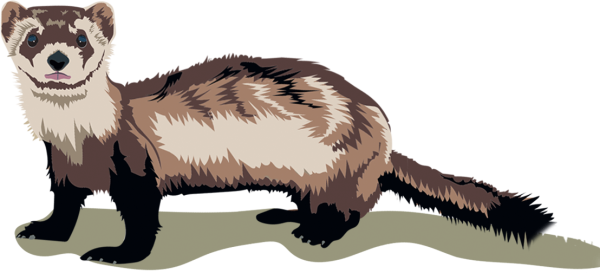 Хорек мультяшный без фона