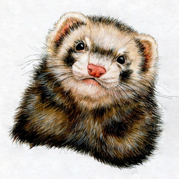 Хорек живопись