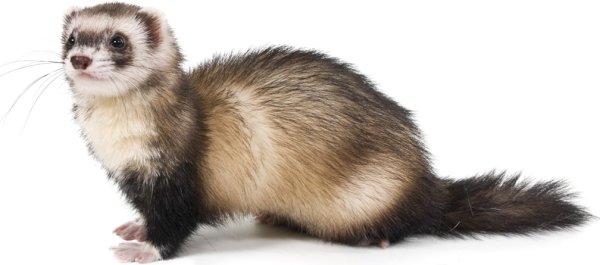 Хорек на белом фоне