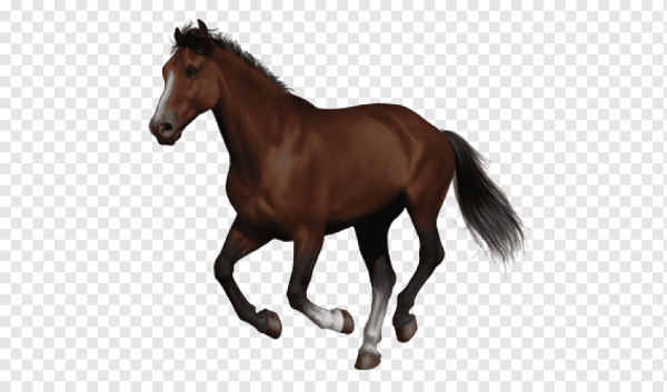 Тракененская лошадь на белом фоне