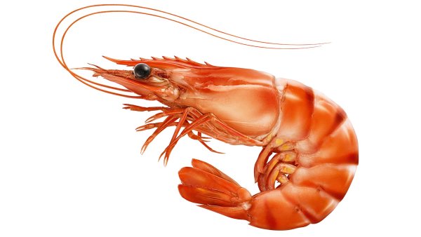 Креветка смайлик