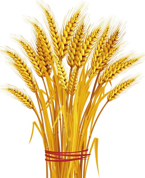 Пшеница для детей