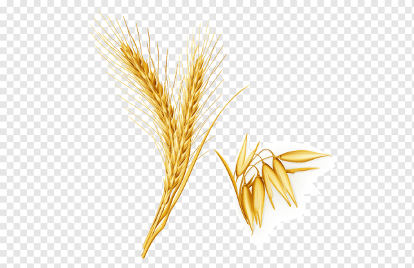 Колоски пшеницы для грамоты