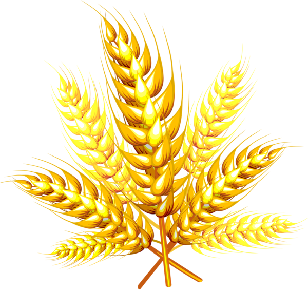Колосья на прозрачном фоне