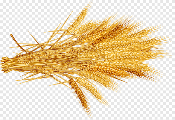 Пучок колосьев