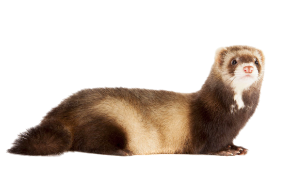 Норка Соболь хорек куница