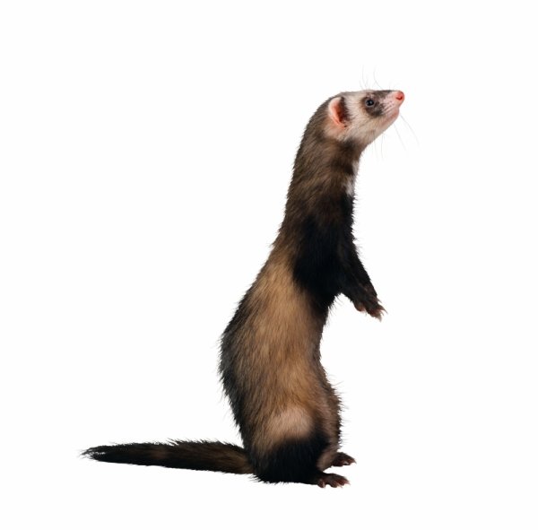 Анимированные смайлики животные