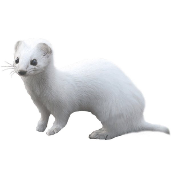 Выдра мультяшка