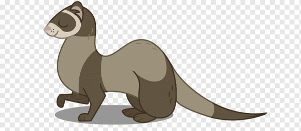 Хорек на прозрачном фоне