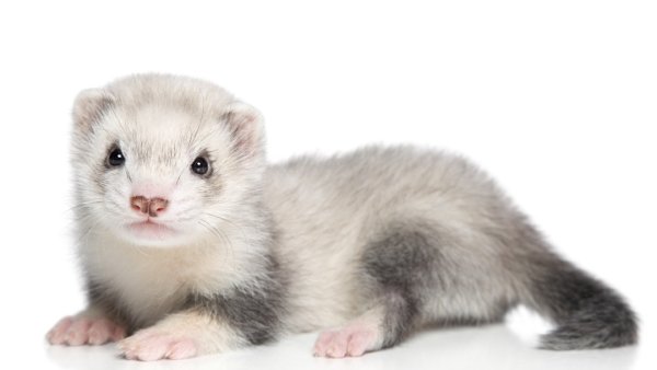 Хорек на прозрачном фоне