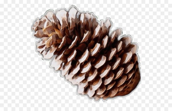 Еловая шишка на прозрачном фоне