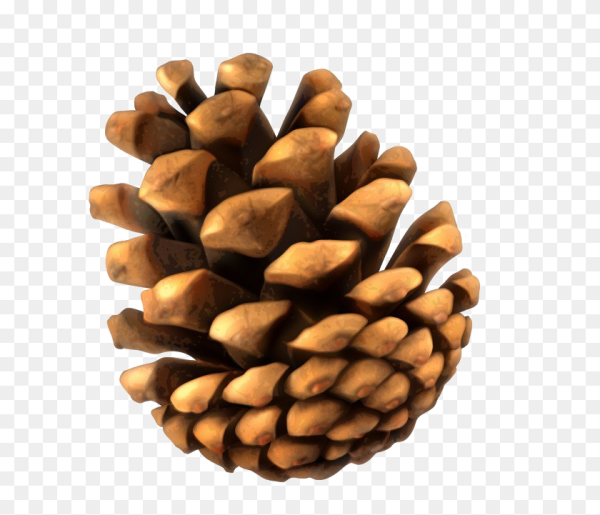 Шишка на прозрачном фоне