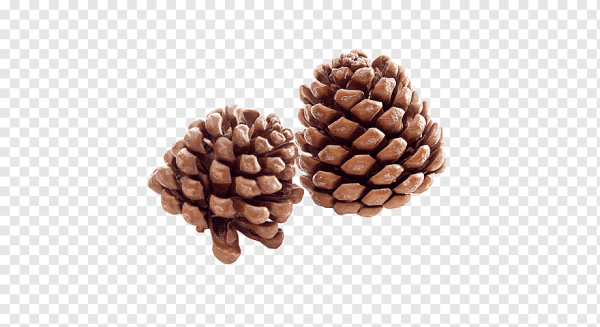 Шишки на прозрачном фоне