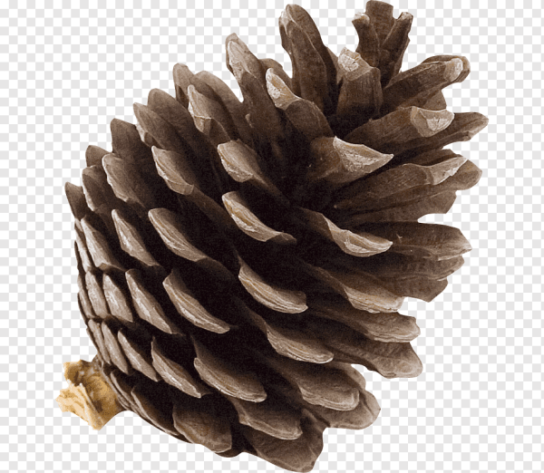 Еловая шишка для детей