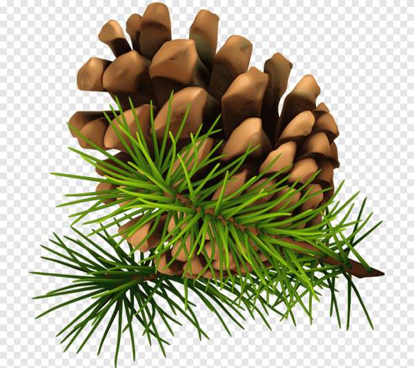 Шишки на прозрачном фоне