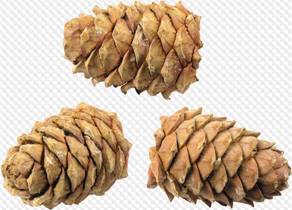 Еловые шишки