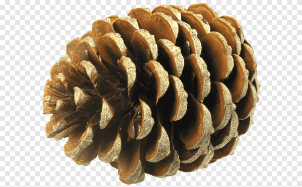 Шишки для дошкольников