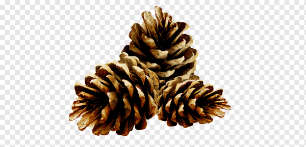 Сосновая шишка на прозрачном фоне