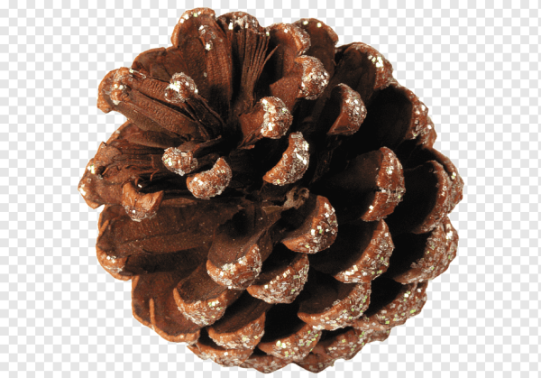 Шишка на прозрачном фоне