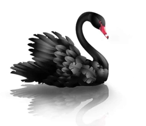 Черный лебедь на белом фоне
