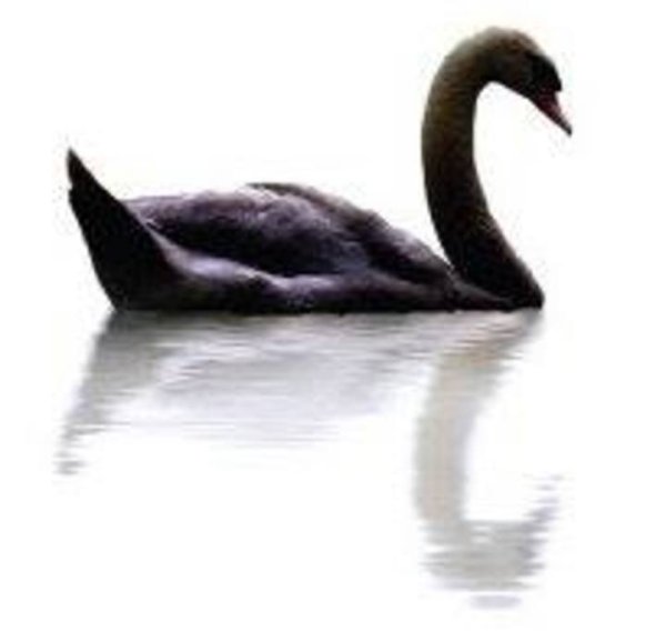 Лебедь на прозрачном фоне