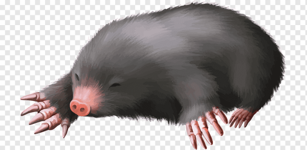 Крот без фона