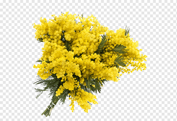 Акация серебристая