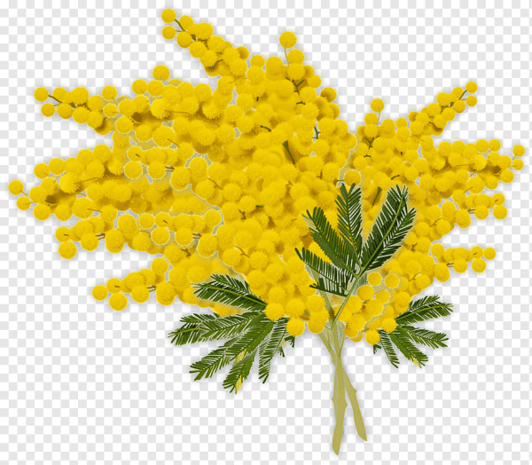 Мимоза цветок