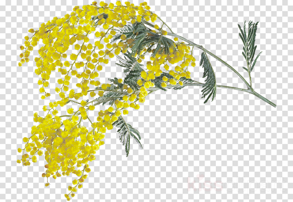 Мимоза Полынь