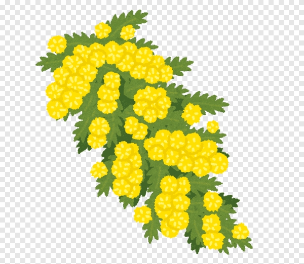 Мимоза рисунок на прозрачном фоне