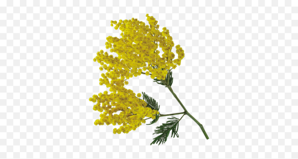 Мимоза цветок