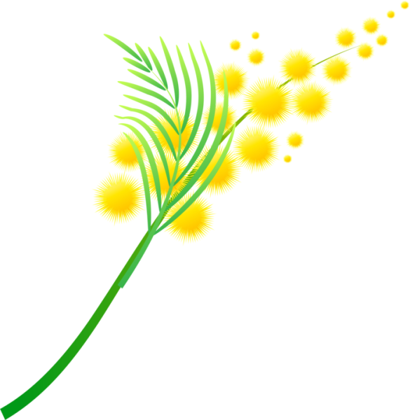 Мимоза Графика