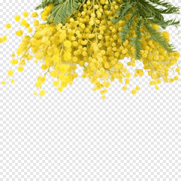 Веточка мимозы на прозрачном фоне