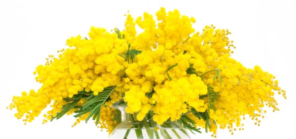 Мимоза на прозрачном фоне